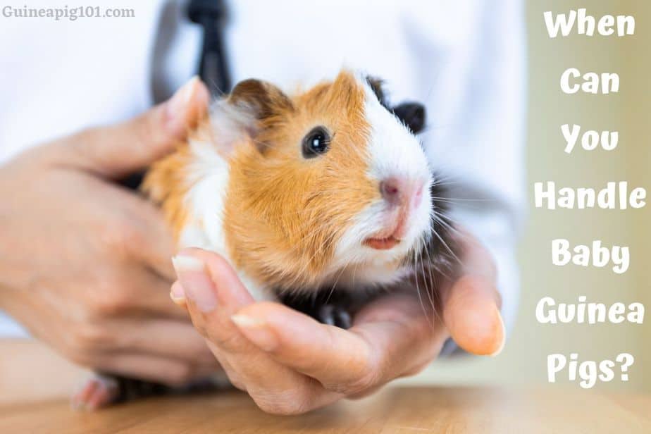 When & How Can You Handle Baby Guinea Pigs?
