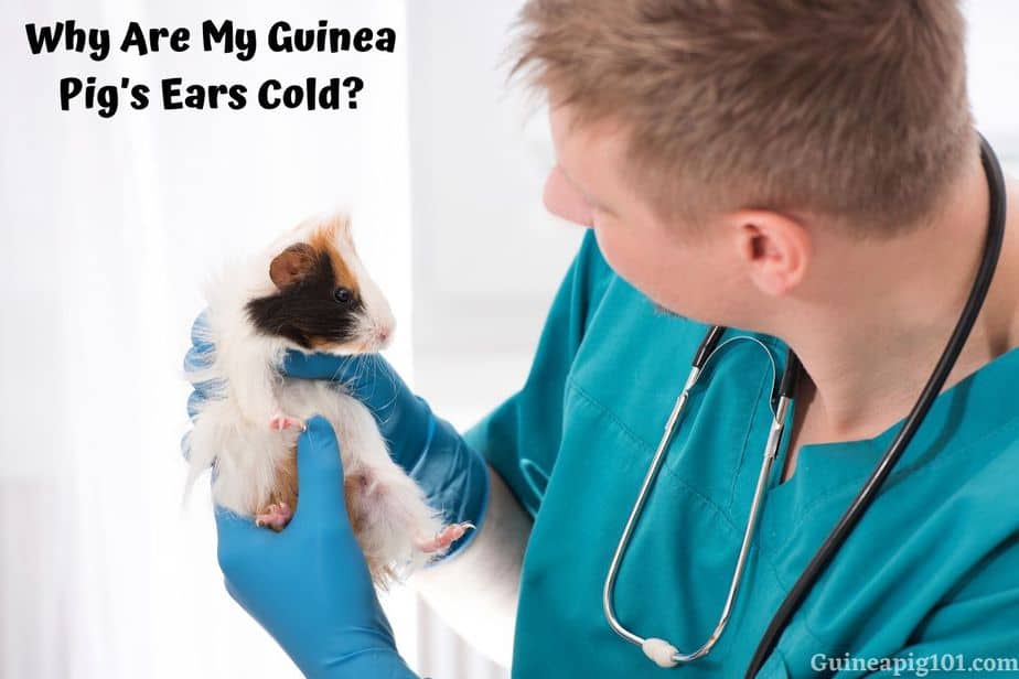 Why Are My Guinea Pig’s Ears Cold? (Signs, Causes & Treatment)