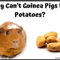 Can guinea pigs eat potatoes?