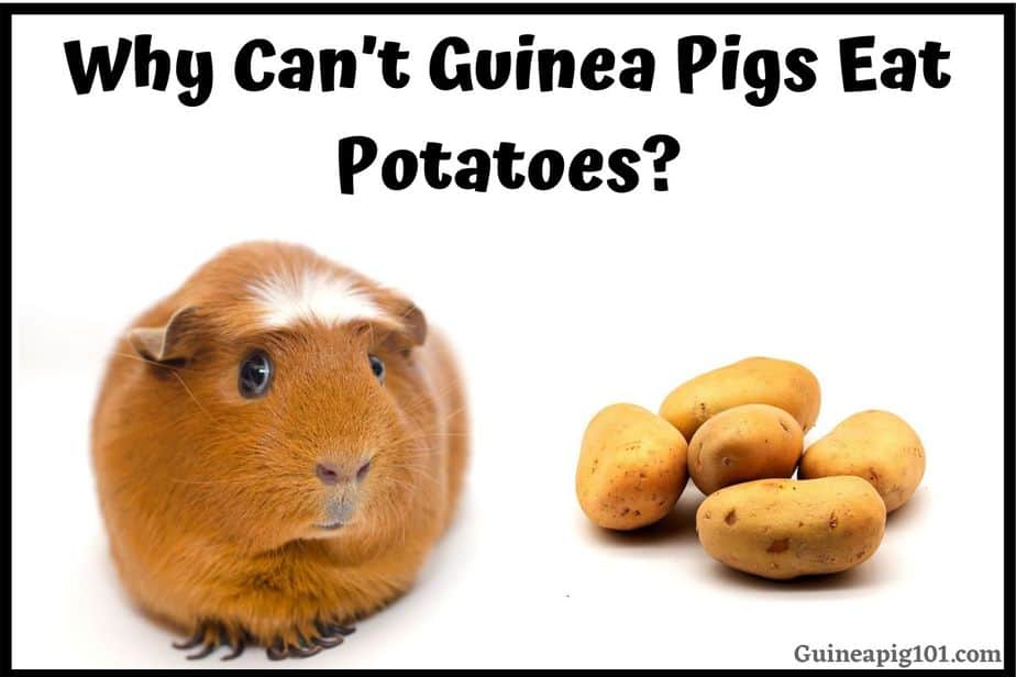 Why Can T Guinea Pigs Eat Potatoes Hazards Chips Cooked More
