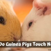 Why Do Guinea Pigs Touch Noses