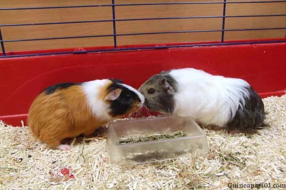 Guinea pig touching nose to apologise