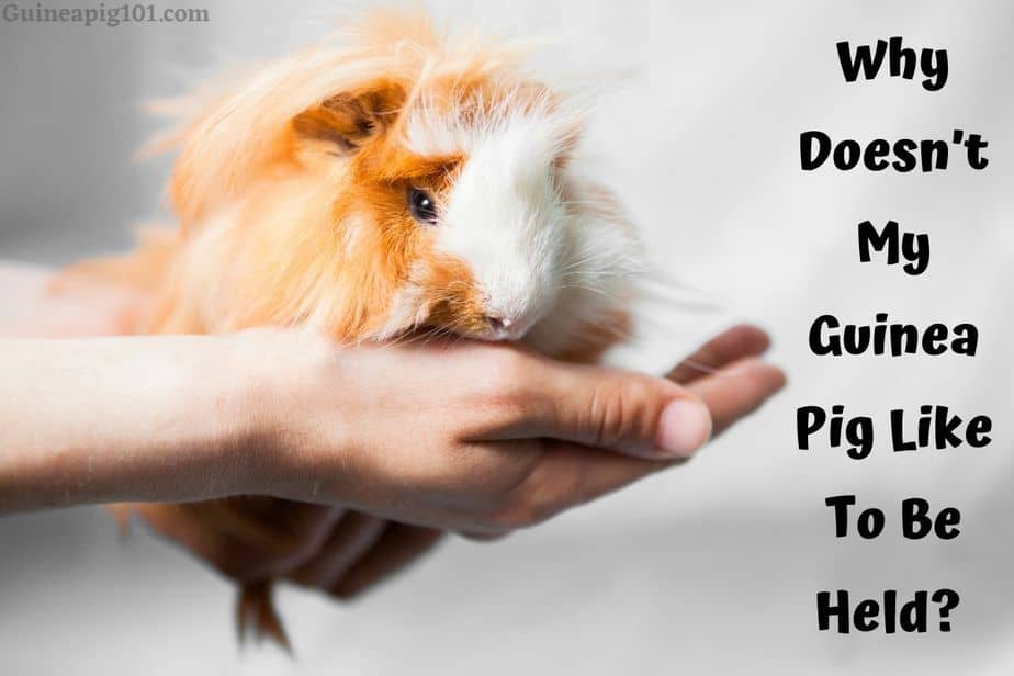 Why Doesn’t My Guinea Pig Like To Be Held? (Reasons & What To Do?)