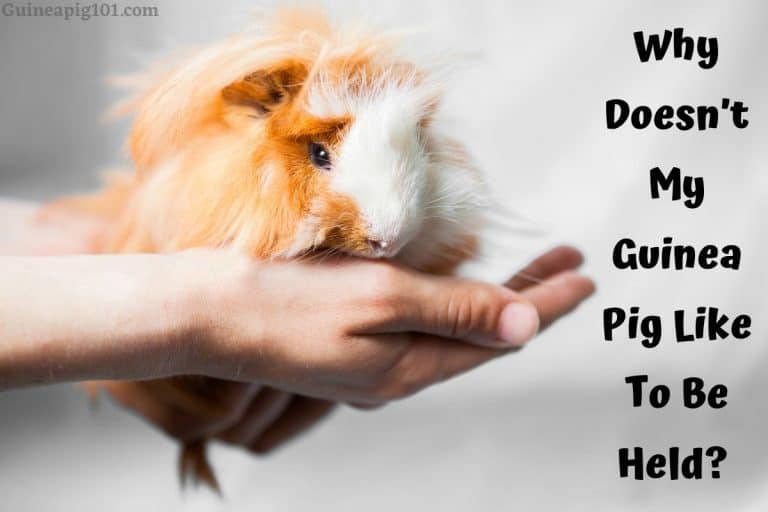 Why Doesn't My Guinea Pig Like To Be Held? (Reasons & What To Do?)