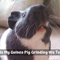 Guinea Pig Grinding His Teeth