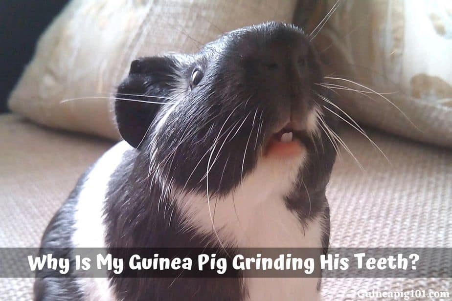 Why Is My Guinea Pig Grinding His Teeth? (Causes & What To Do)