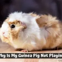 Why Is My Guinea Pig Not Playing
