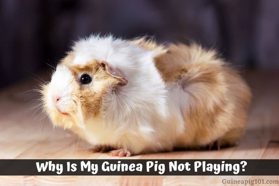Why Is My Guinea Pig Not Playing