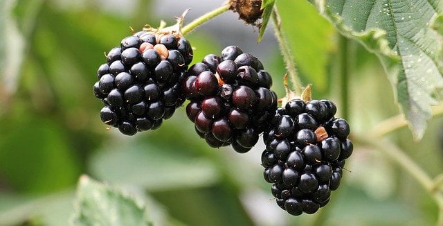 Can guinea pigs eat blackberries leaves?