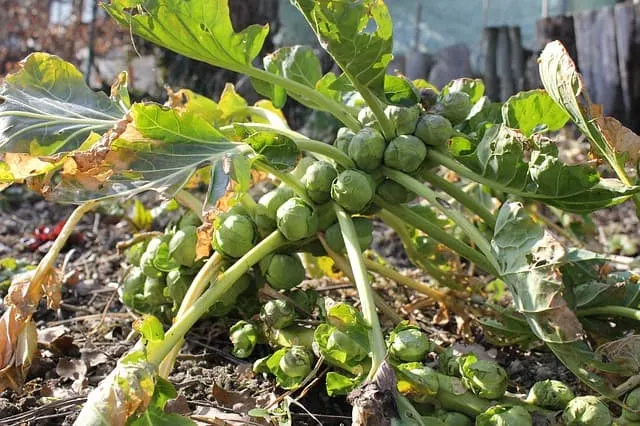 Can guinea pigs eat Brussel sprouts leaves?