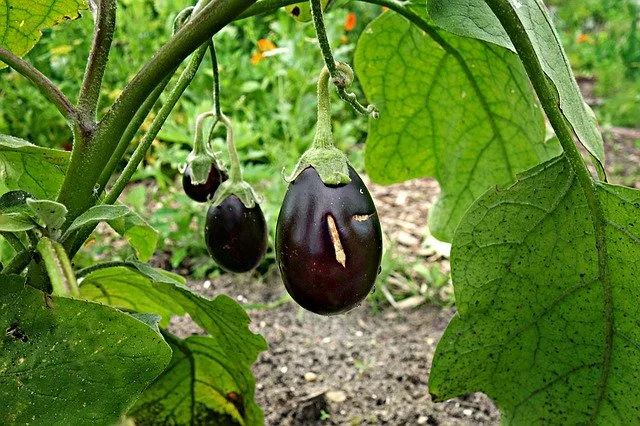 Can guinea pigs eat eggplant skin