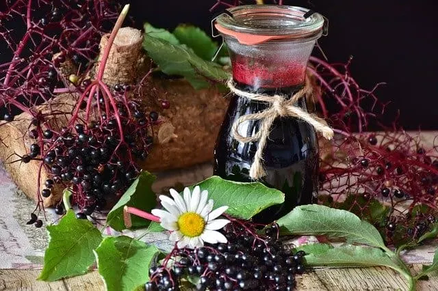 Can guinea pigs drink elderberry juice?