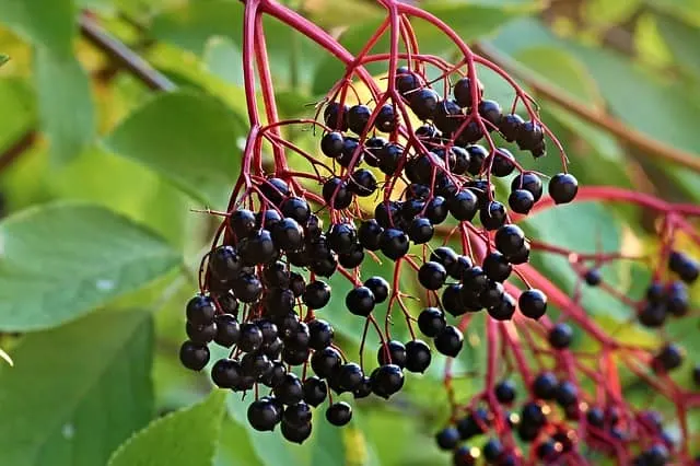 Is Elderberry Fruit Harmful To Guinea Pigs?