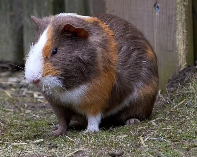 Do guinea pigs throw up in any way?