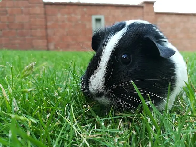 Guinea Pig: Scientific Name, History, Weight, Breed and much more!