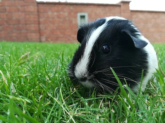 What kind of insect can guinea pigs eat?