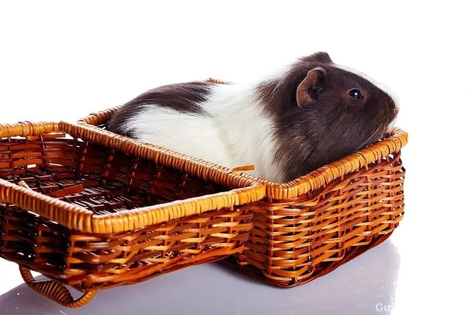 Essentials To Consider Before You Get a Guinea pig As a Pet!