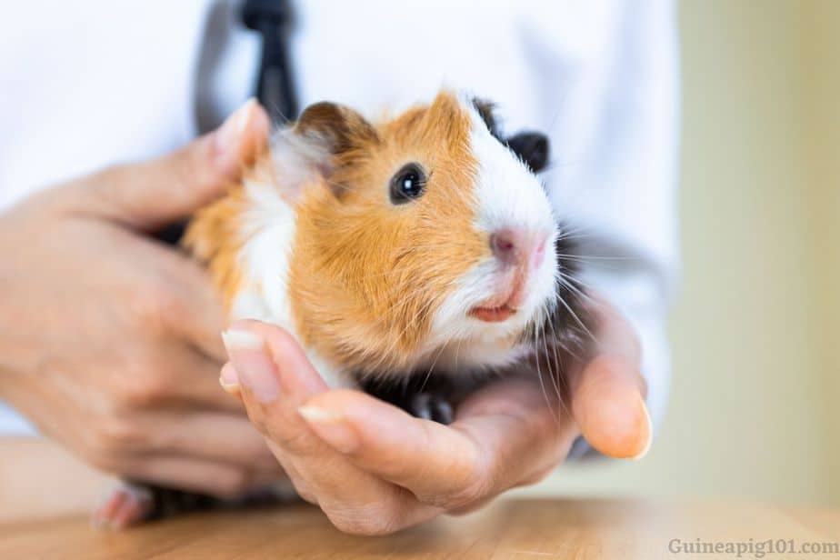 Will my guinea pig jump off my arms?
