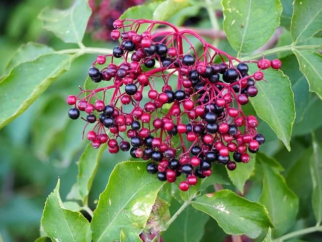 How to Identify Elderberries?