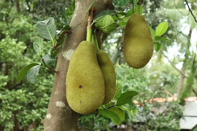 feeding jackfruit to our guinea pigs