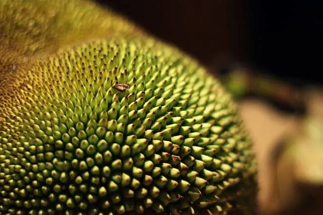 Can guinea pig eat jackfruit skin?