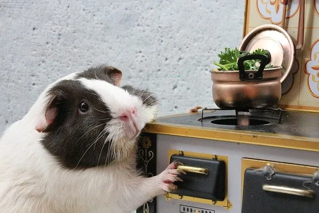 Can guinea pigs eat cooked food?