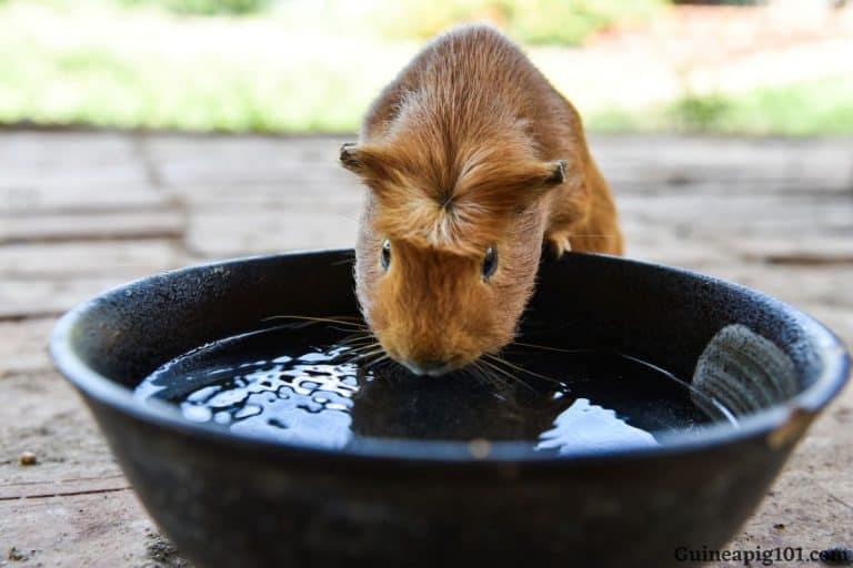 how-long-can-guinea-pigs-go-without-water-dehydration-treatment