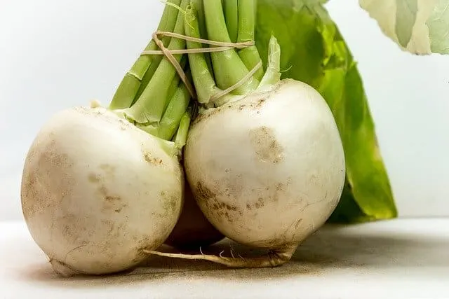 Can guinea pigs eat turnip greens?