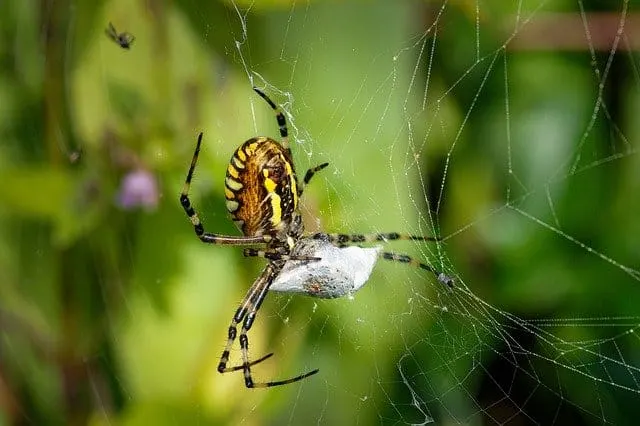 Would eating spider make my guinea pig sick