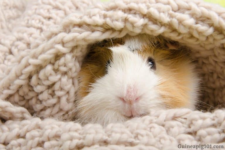 Can Guinea Pigs Have Blankets In Their Cage?