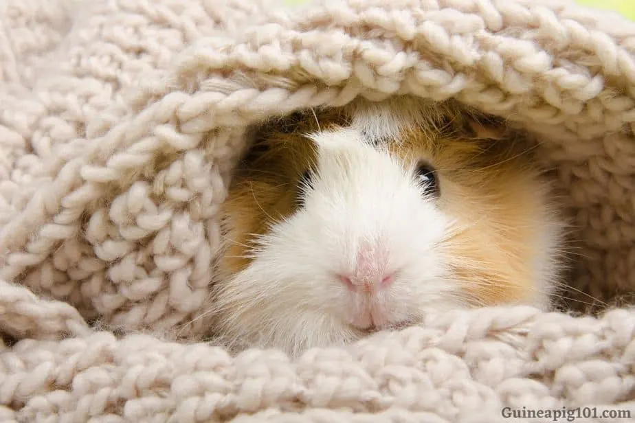 Guinea pig safe blankets