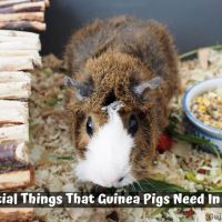 7 Essential Things That Guinea Pigs Need In A Cage