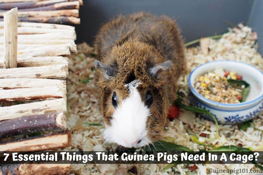 7 Essential Things That Guinea Pigs Need in a Cage