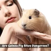 Are Guinea Pig Bites Dangerous