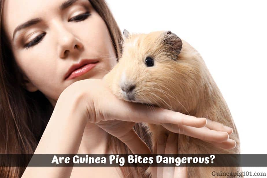Are Guinea Pig Bites Dangerous? (Potential Disease & Treatment)