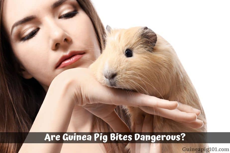 why do guinea pigs bite each other