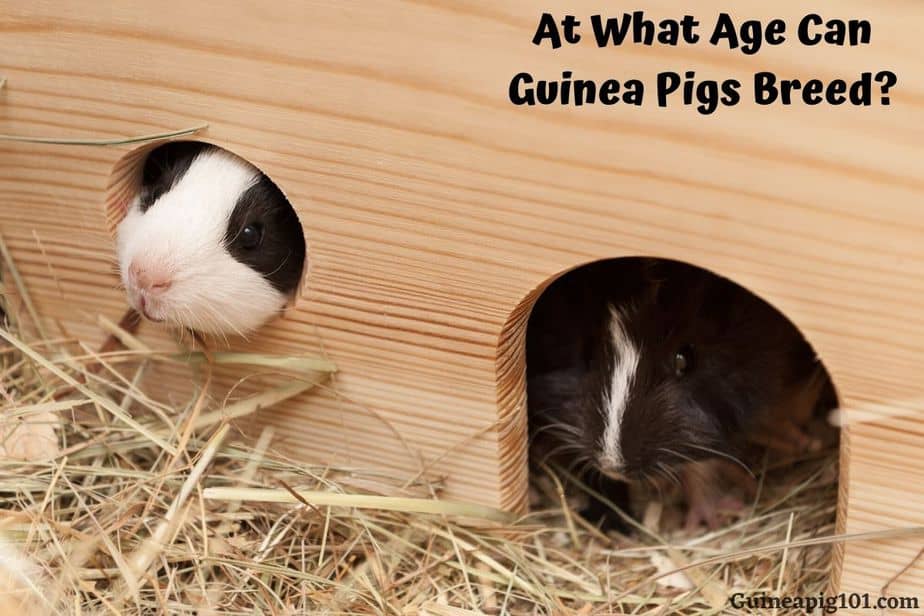 At What Age Can Guinea Pigs Breed?
