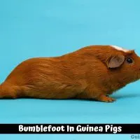 Bumblefoot In Guinea Pigs (Pododermatitis): Causes, Signs & Treatment