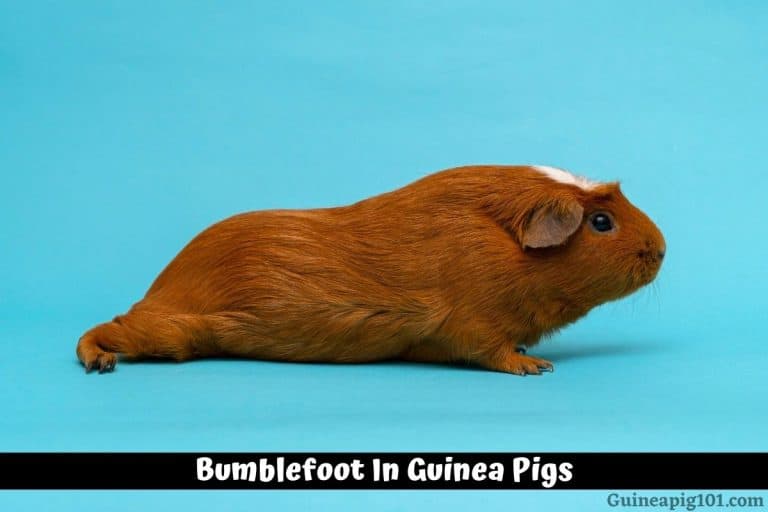 Bumblefoot In Guinea Pigs (Pododermatitis): Causes, Signs & Treatment