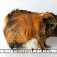 Can Baby Guinea Pigs Drink Cow Milk