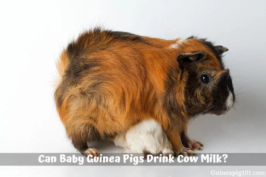 Can Baby Guinea Pigs Drink Cow Milk?