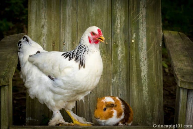Can Guinea Pigs And Chickens Live Together? (Threats To Know)