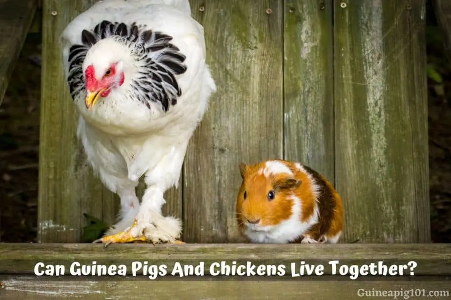 Can Guinea Pigs Eat Chicken?