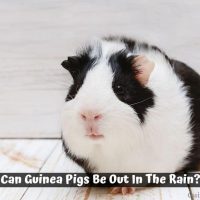 Can Guinea Pigs Be Out In The Rain