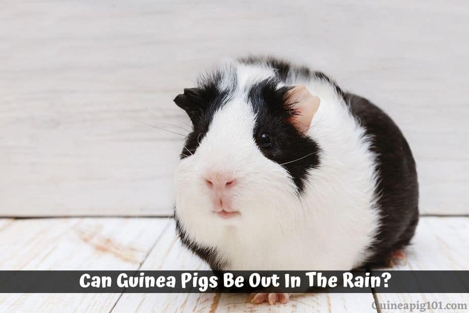 Can Guinea Pigs Be Out In The Rain?