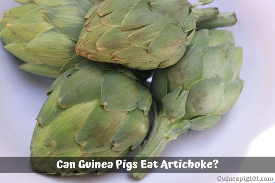 Can Guinea Pigs Eat Artichoke