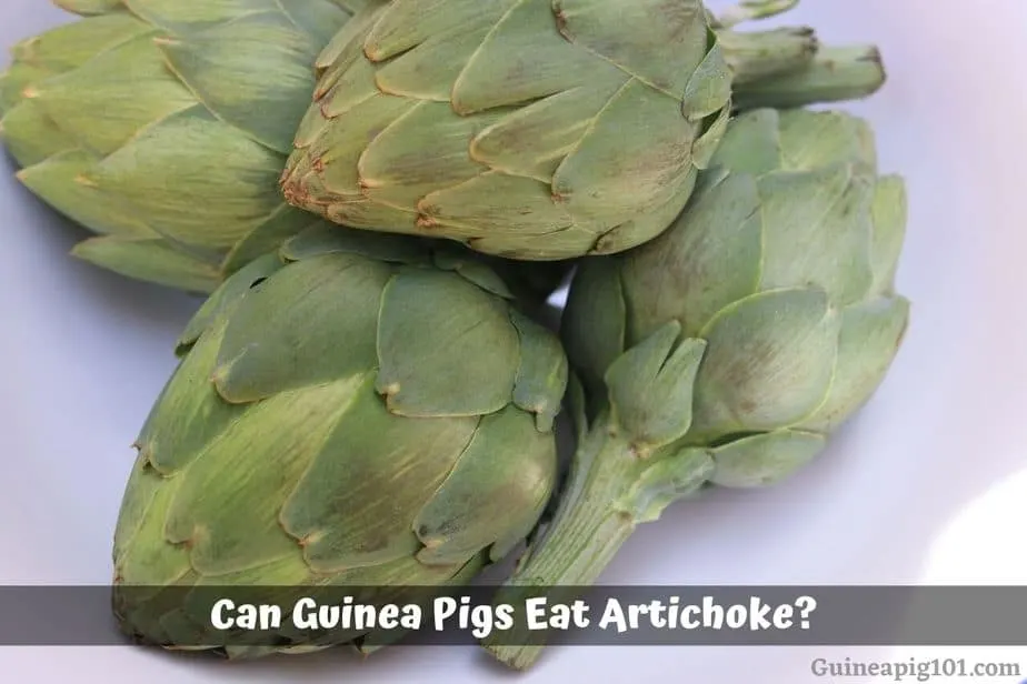 Can guinea 2025 pigs eat artichokes