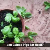 Can Guinea Pigs Eat Basil?