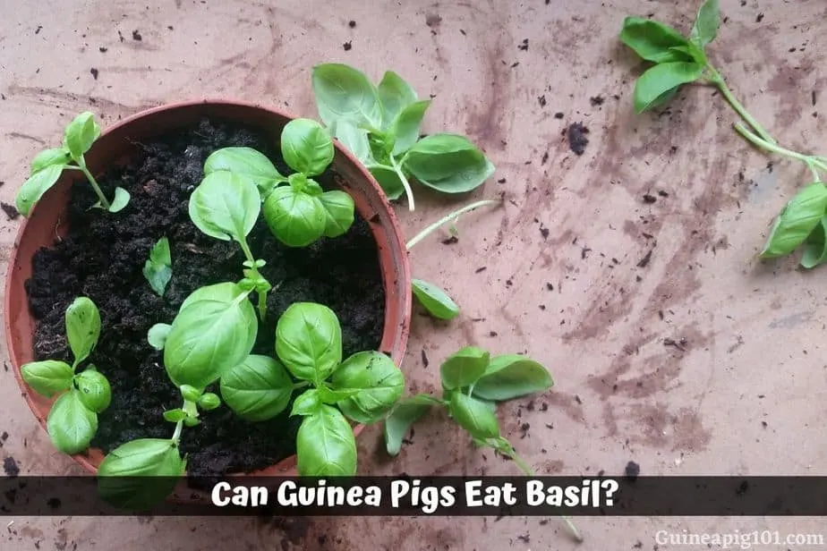 Can Guinea Pigs Eat Basil Hazards Serving Size More