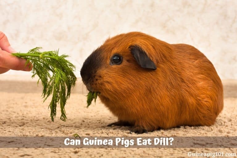 Can Guinea Pigs Eat Dill? (hazards, Serving Size & More)